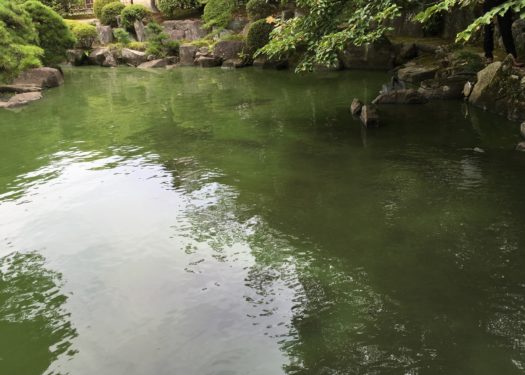寺社庭園内の池の水質改善対策(After)
